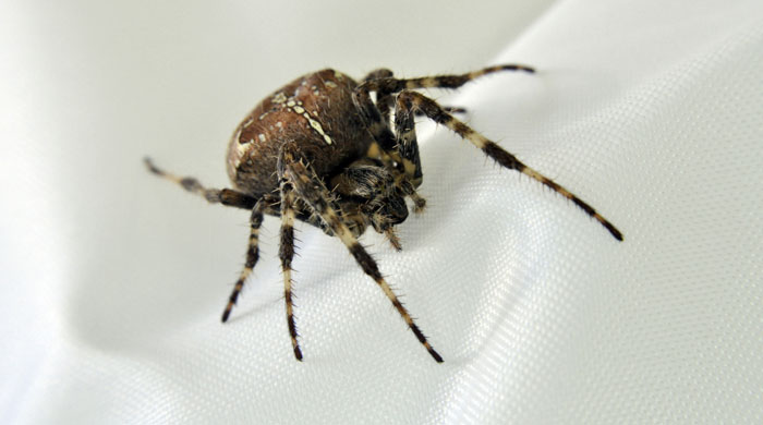 American (Common) House Spider