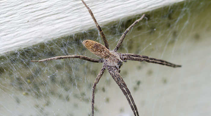 American Nursery Web Spider
