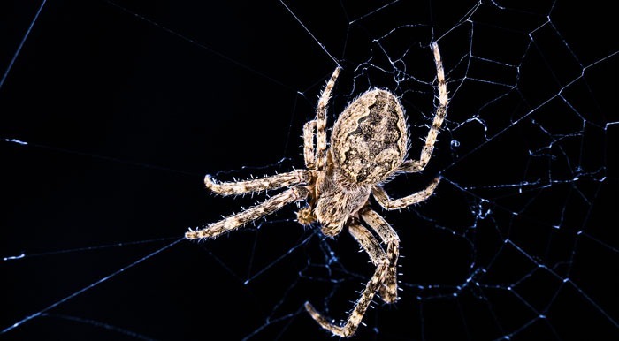 Bridge Orb Weaver