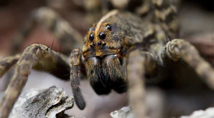 Broad-Faced Sac Spider