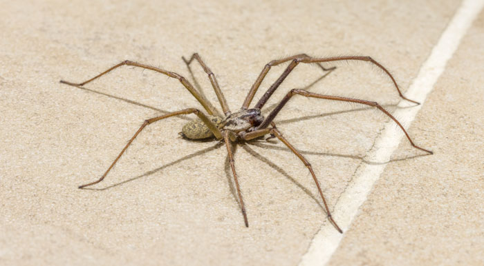 common house spider