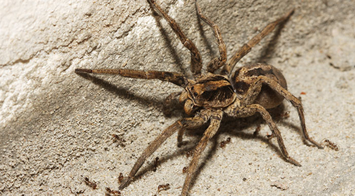 Wolf Spider