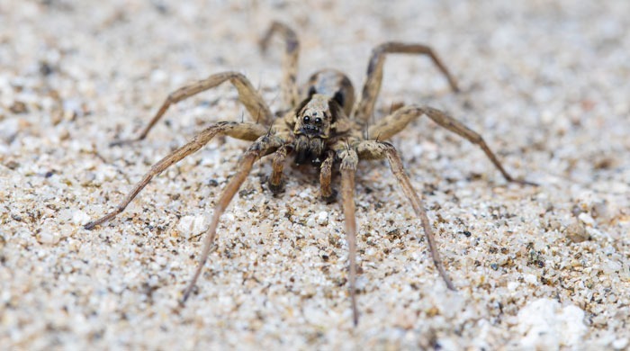 Wolf Spider