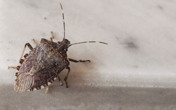 stink bug extermination and prevention services