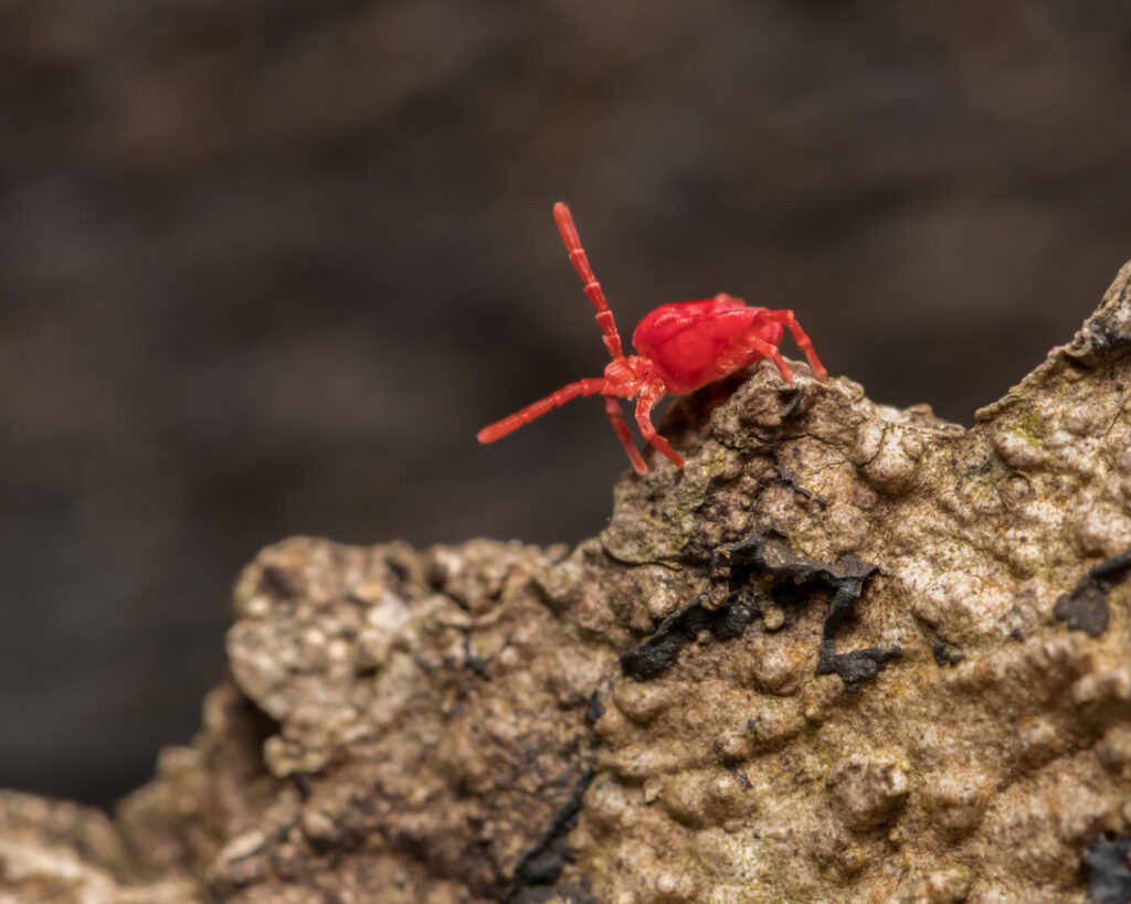 Red Clover Mite (tiny red bug) crawling over brown foilage