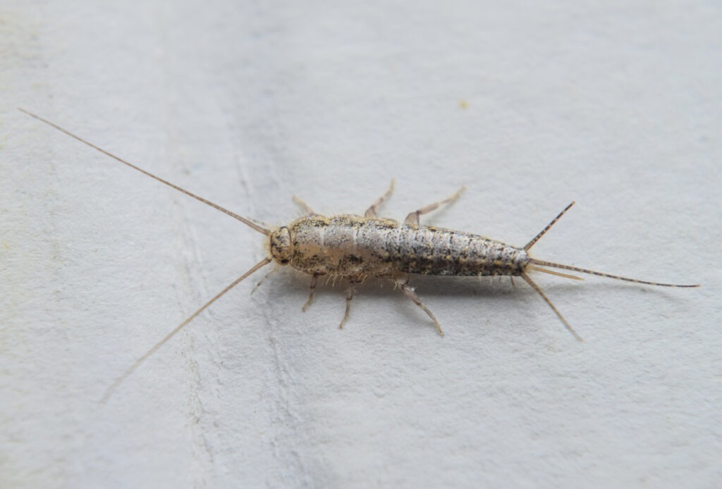 how to identify a silverfish in your bathroom