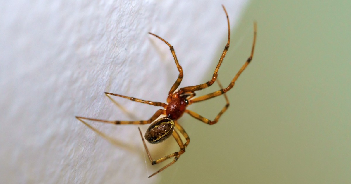 wolf spider with babies in pool