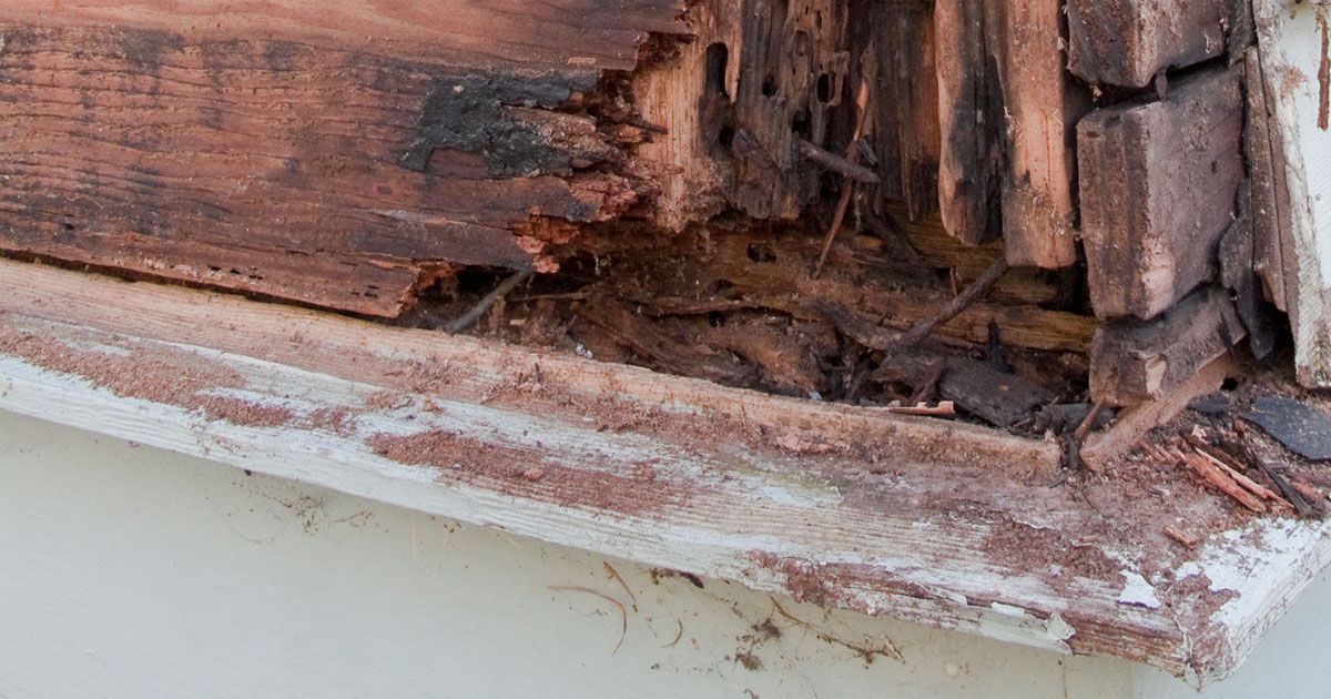 Moyer Signs Of Termites In Your Home Social 