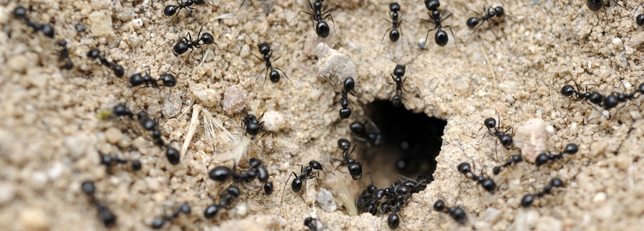 ant colony structure and organization