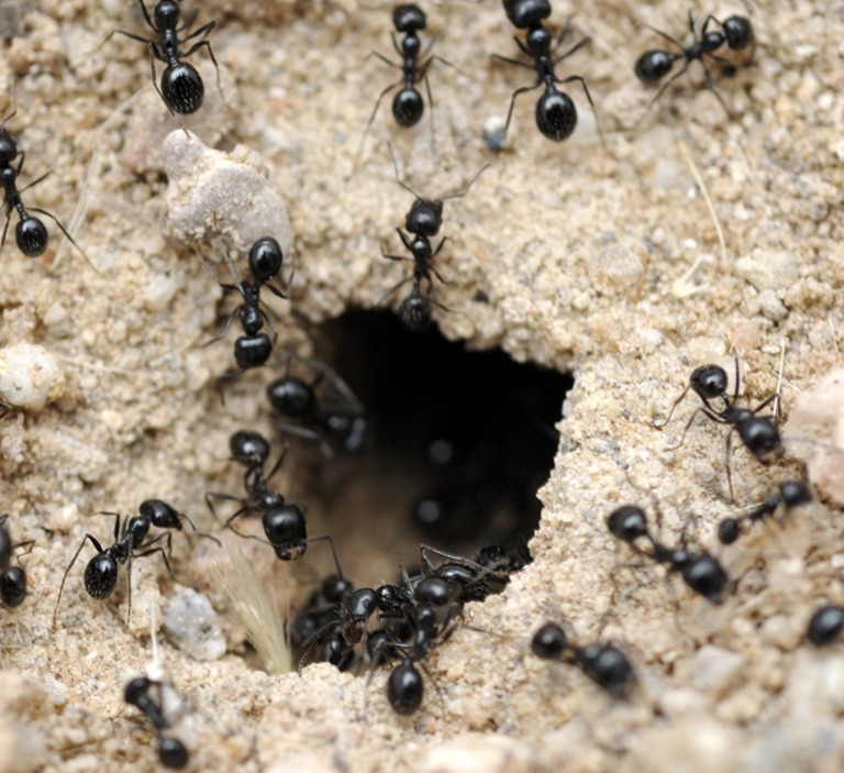 The Secret Life Of Ant Colonies Moyer
