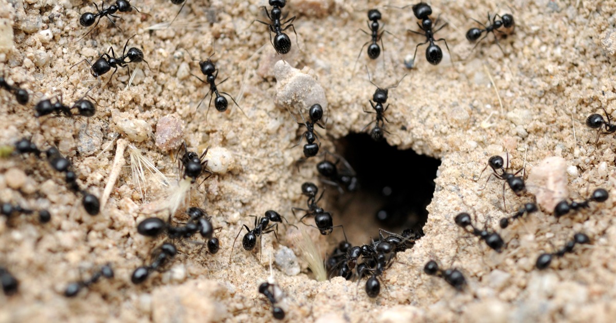 The Secret Life of Ant Colonies | Moyer