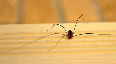 Daddy Long Leg Spider (Cellar Spider)