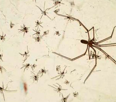 spider control solutions for your home