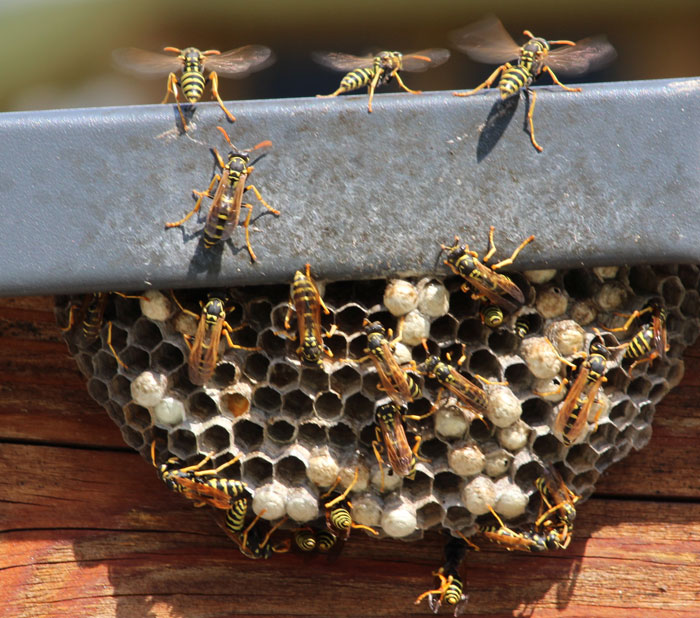how to spot a wasp infestation