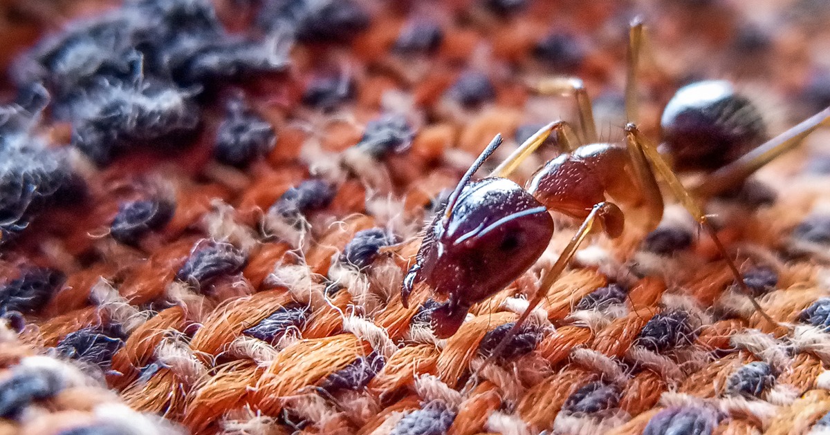 Moyer Ants In Bedroom Social 