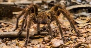 Scary Bugs & Creepy Insects From Around the World | Moyer