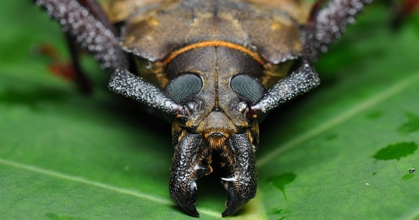 Scary Bugs & Creepy Insects From Around the World