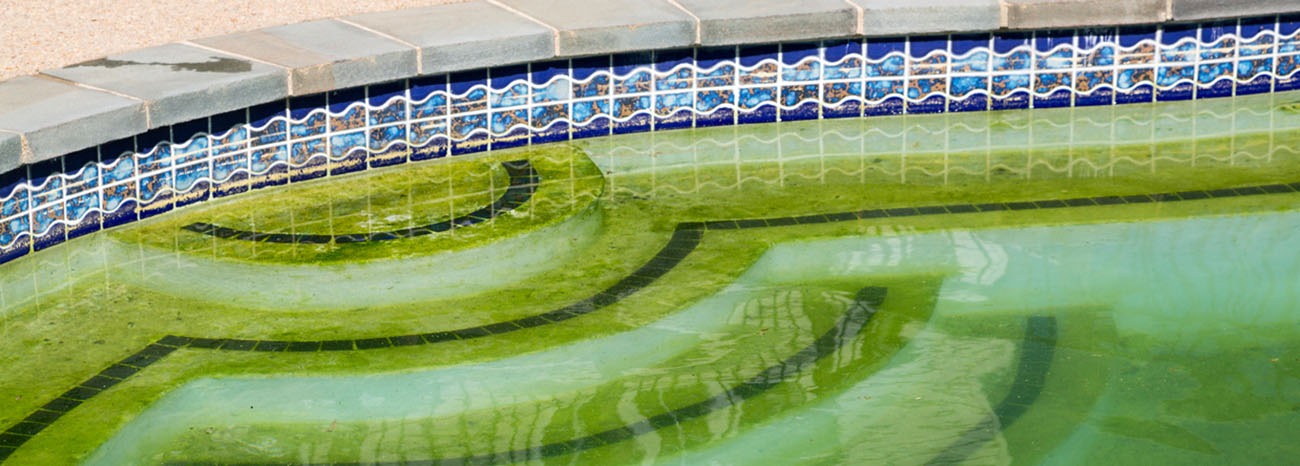 algae in swimming pools