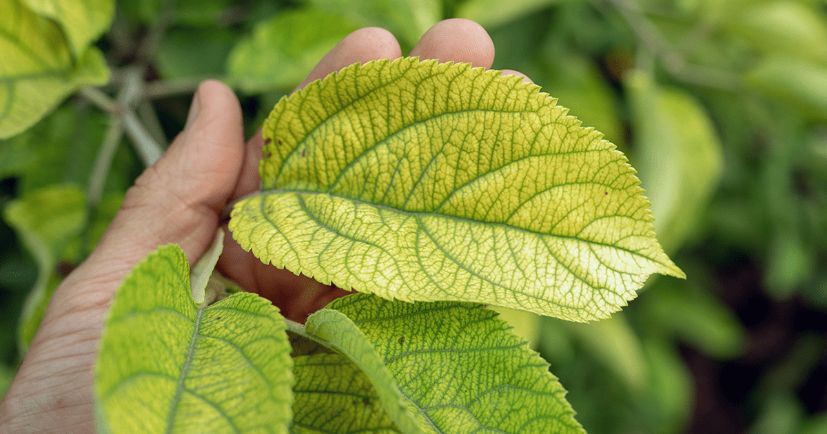 Nutrient Deficiency in Plants: Identifying and Treating Issues | Moyer
