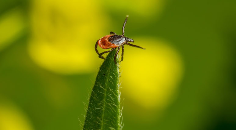 Environmentally Friendly Tick Control