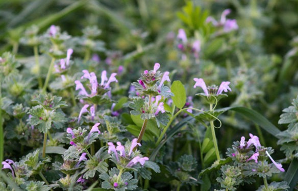 Henbit