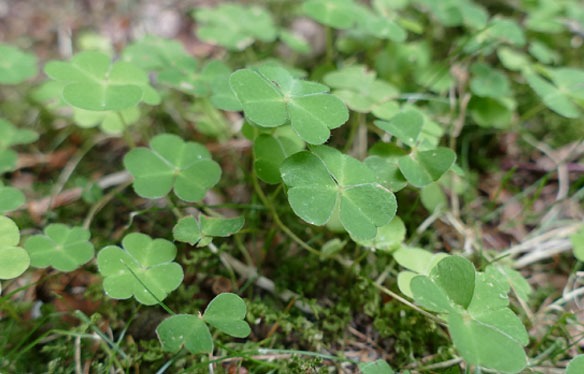 Oxalis