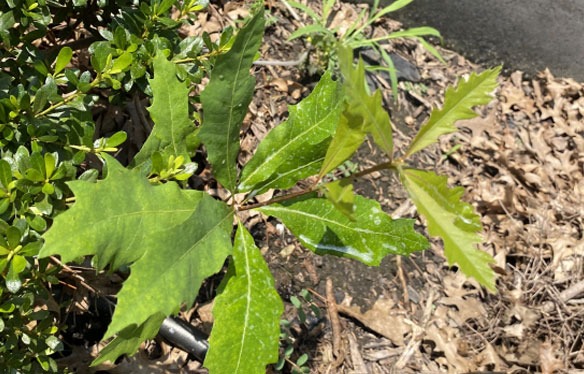 Small Tree Saplings