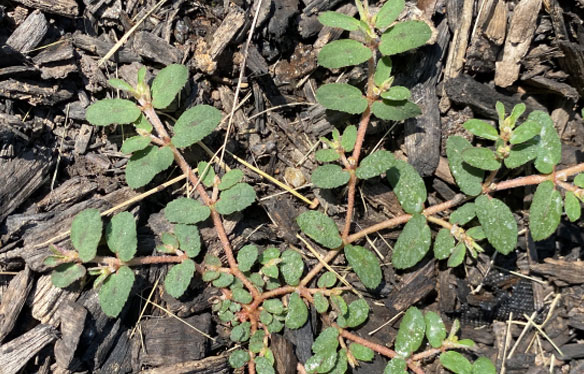 Spotted Spurge