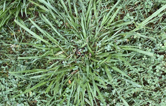 Crabgrass