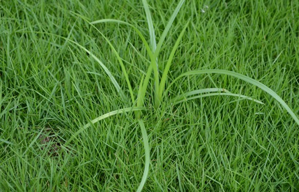 Nutsedge