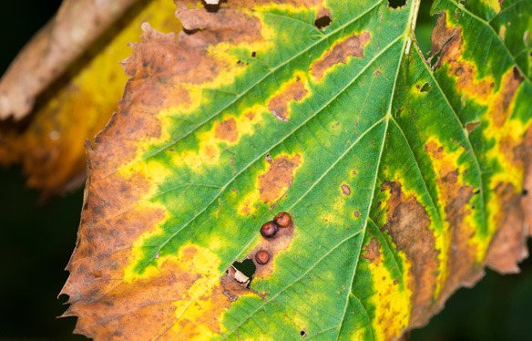 Leaf Scorch