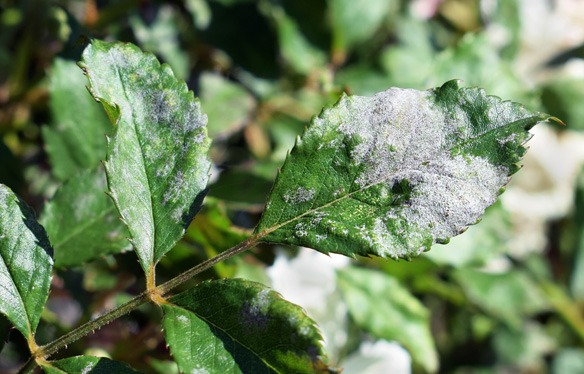 Powdery Mildew