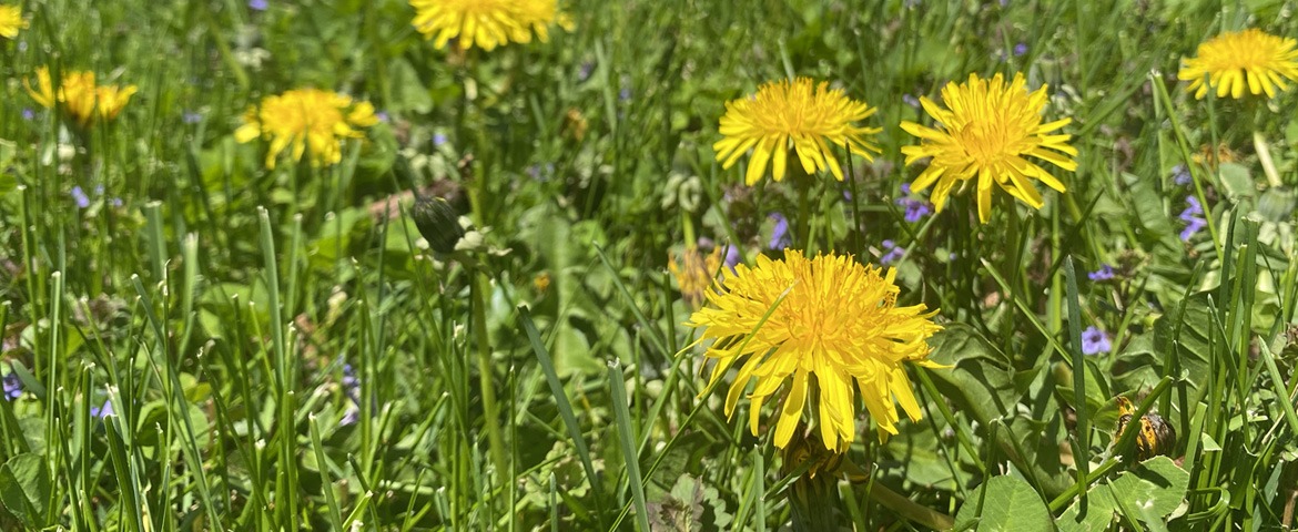 Lawn Weed Control