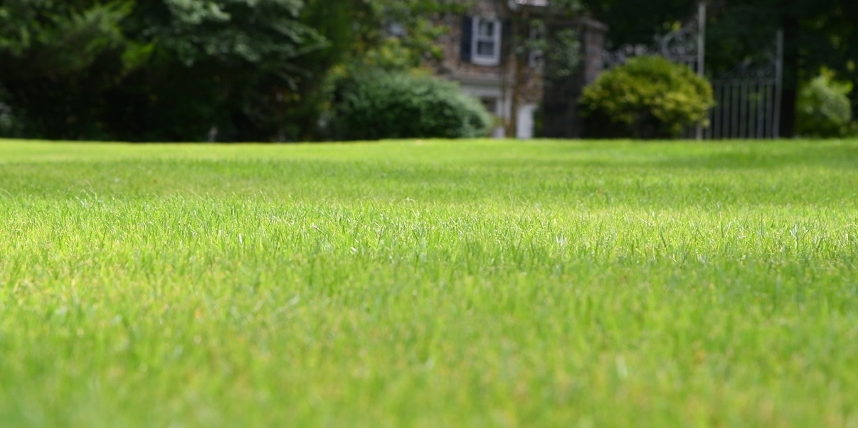 Professional Bed Weed Control