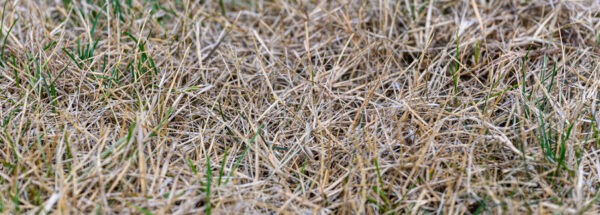 Dead Grass vs. Dormant Grass: How to Tell the Difference | Moyer